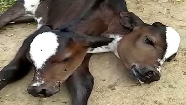 cow gave 2 headed calf birth