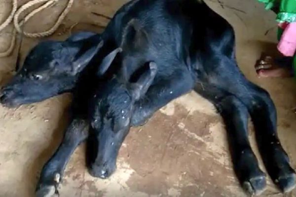 cow gave 2 headed calf birth