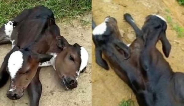 cow gave 2 headed calf birth