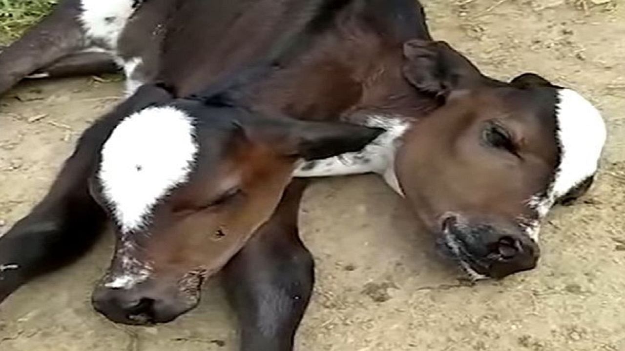 cow gave 2 headed calf birth 