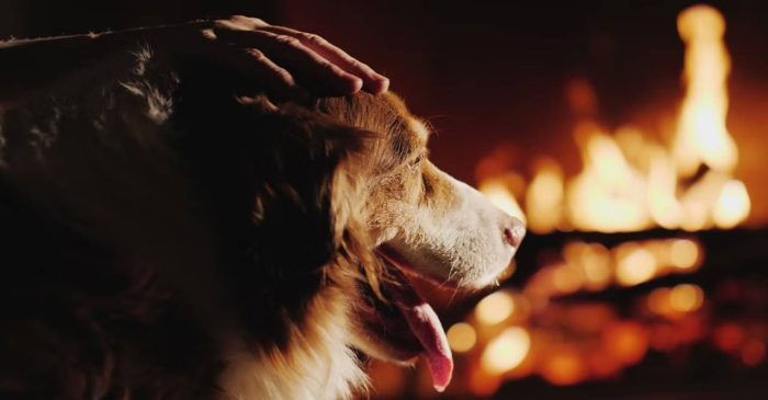 dog on fire