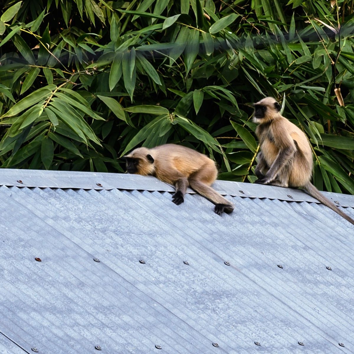 monkey and dog