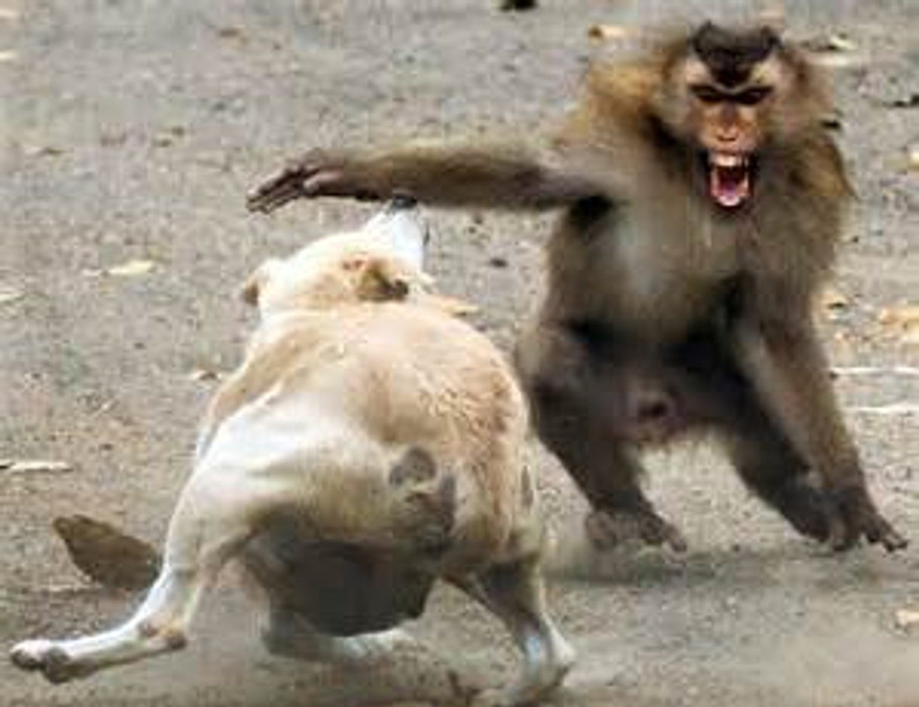 monkey and dog fight