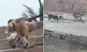 monkey and dog fight