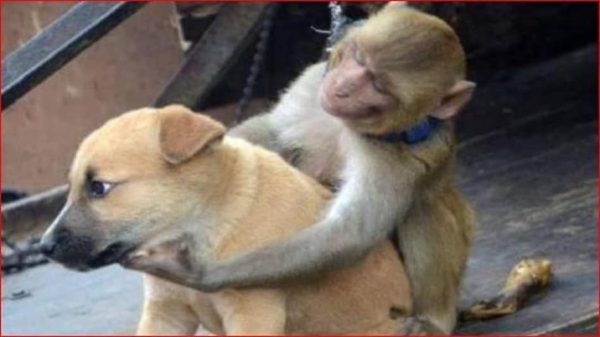 monkey and dog fight