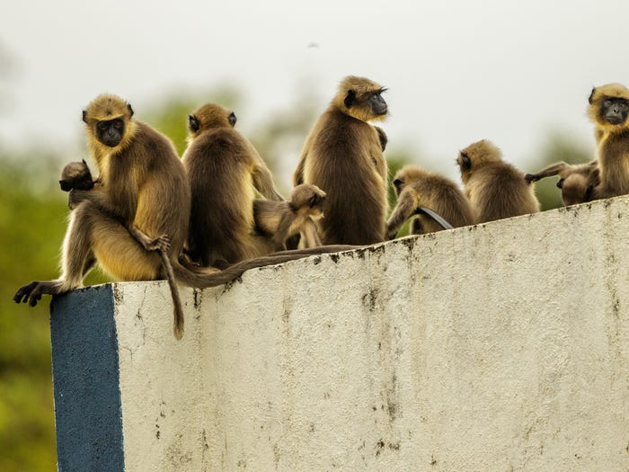 monkey and dog fight