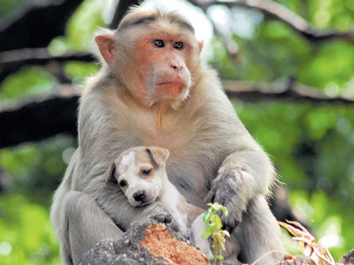 monkey and dog fight