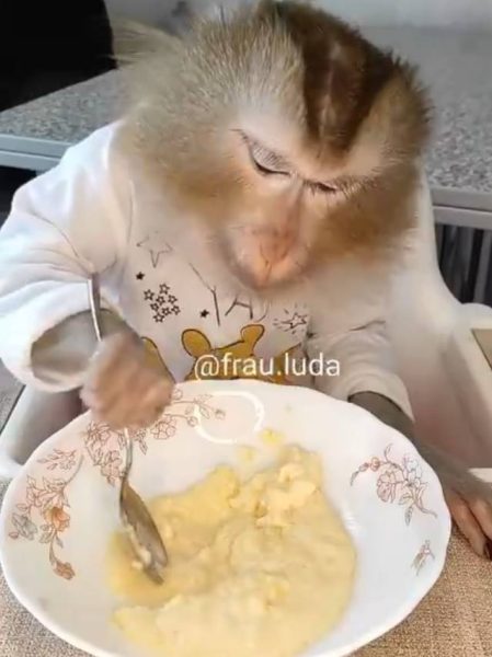 monkey eating with spoon