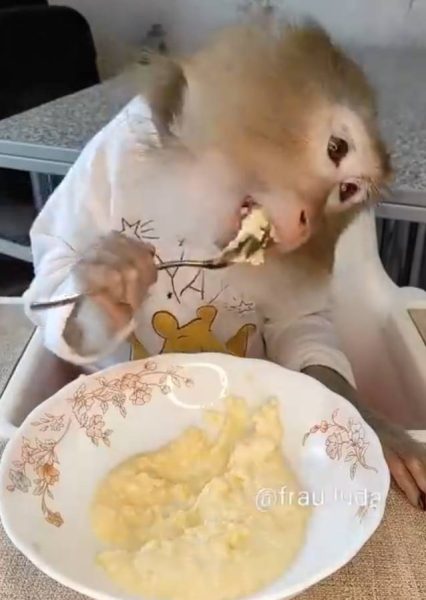 monkey eating with spoon