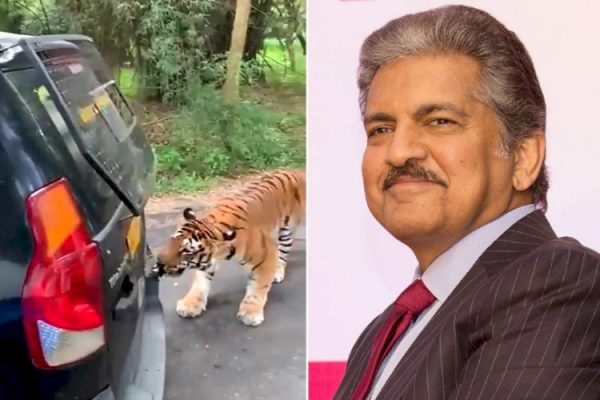 tiger pulled car anand mahindra