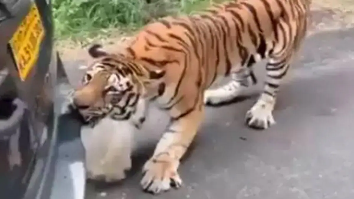tiger pulled car anand mahindra