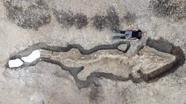 180 million year old sea dragon