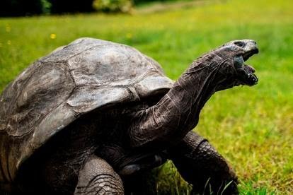 Jonathan world's oldest tortoise