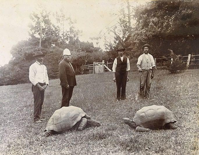 Jonathan world's oldest tortoise