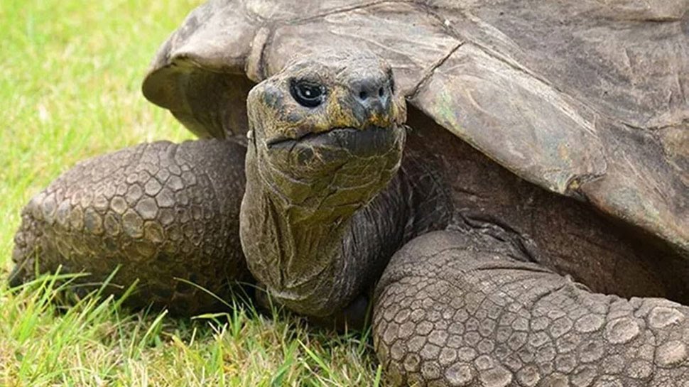 Jonathan world's oldest tortoise