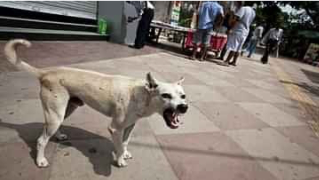 Dog Bite