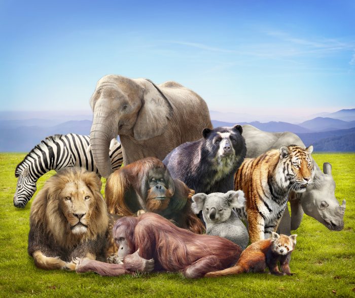animals