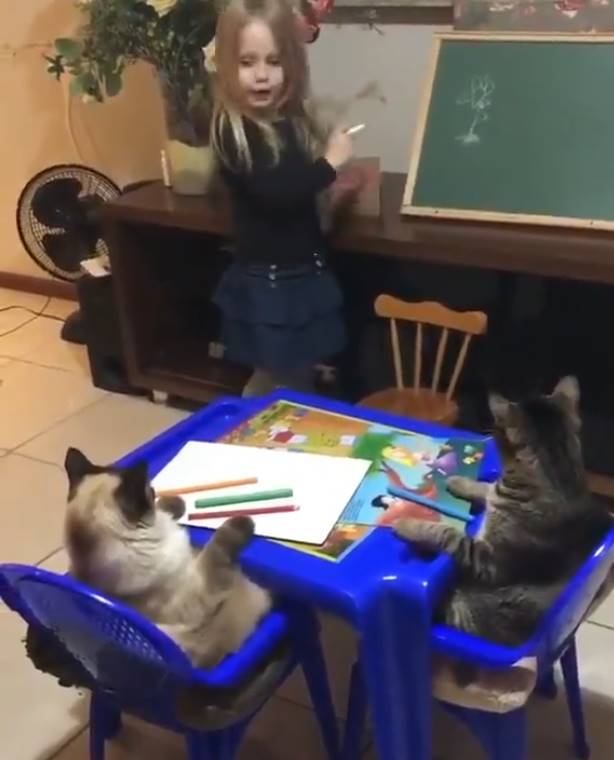 girl teaching cats 