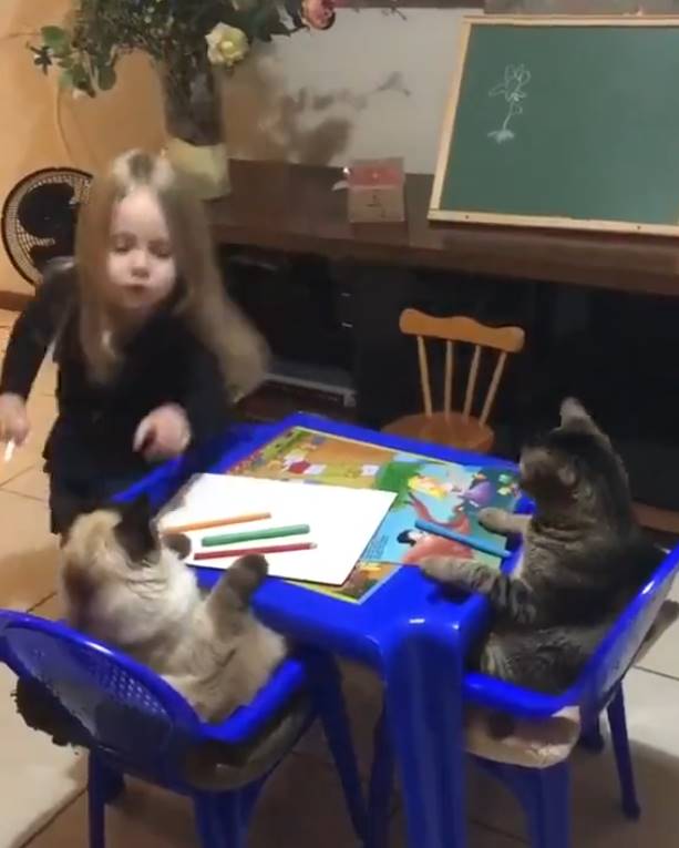 girl teaching cats 