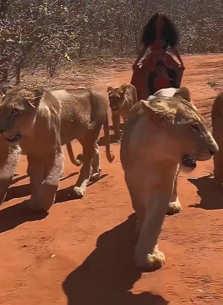 girl with lioness