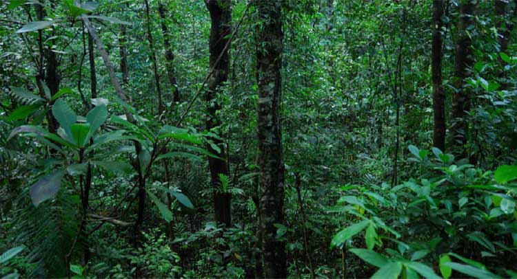 Anil Joshi Forest