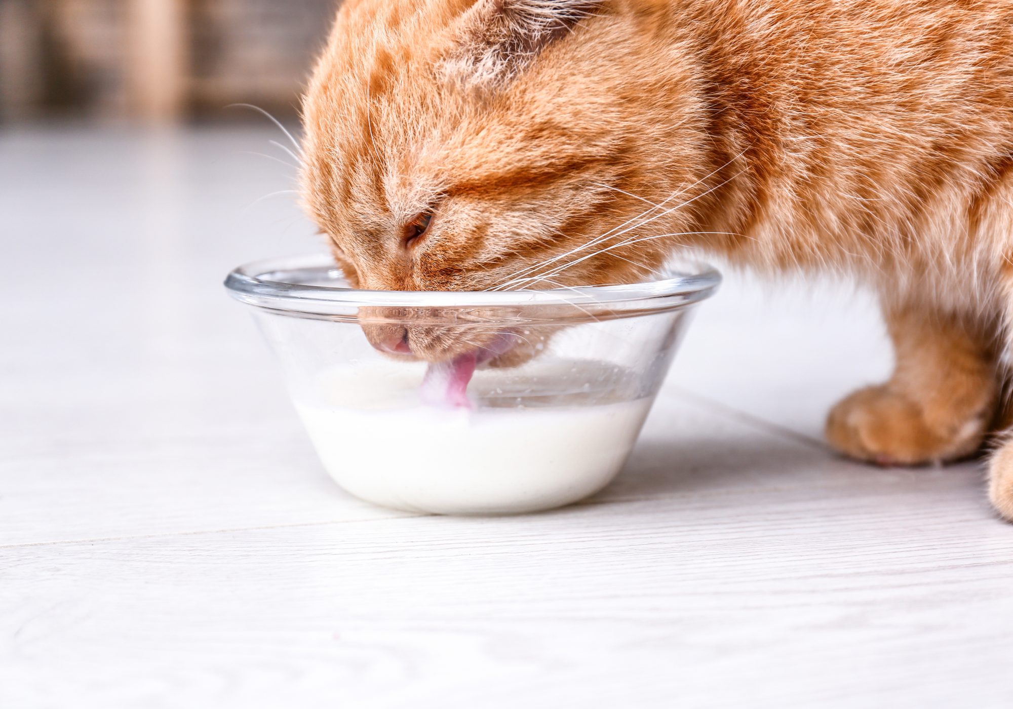 Cat Drinking Milk Newstrend