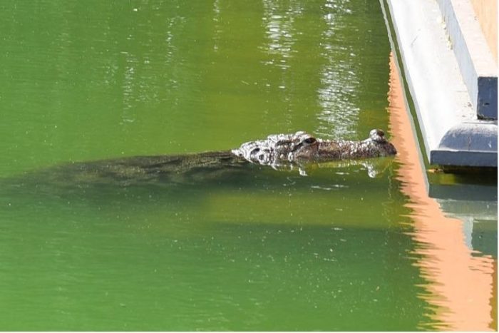 vegetarian crocodile babiya