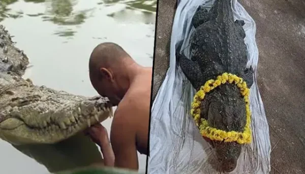 vegetarian crocodile babiya